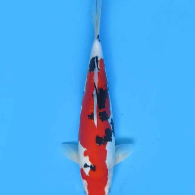 37cm , Red Sanke Doitsu Murni