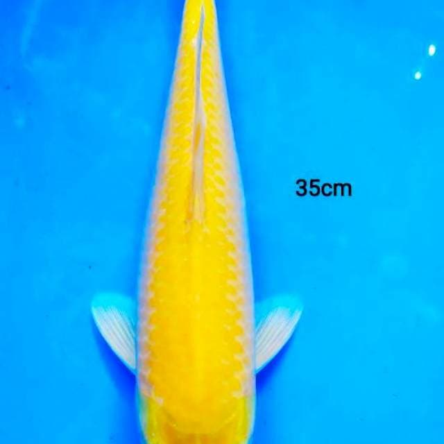 karashi F 35