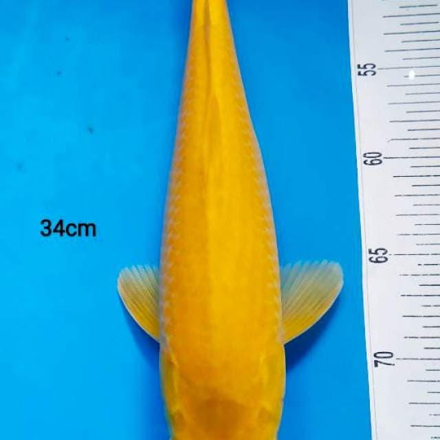 karashi F 34cm