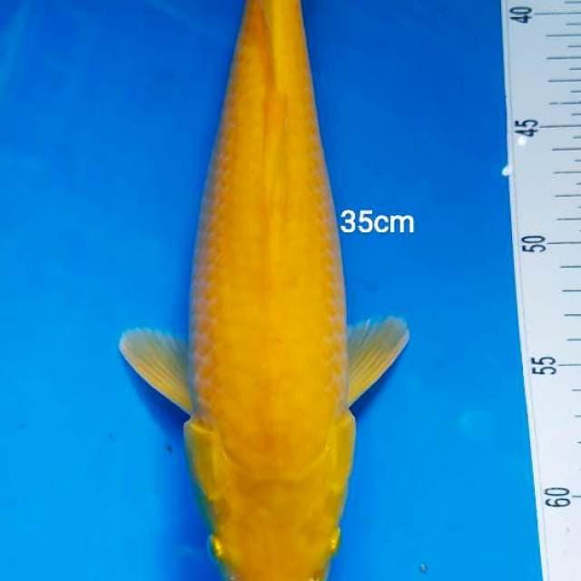 karashi F35
