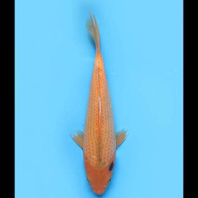 Aka Matsuba - 27cm 