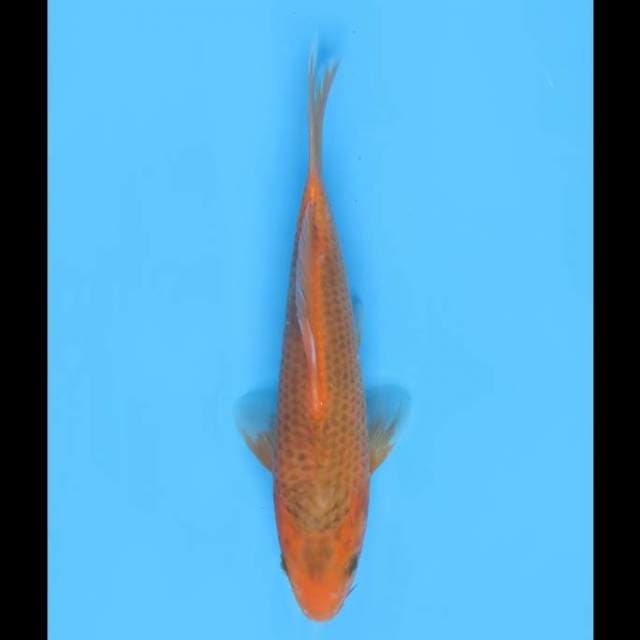 Aka Matsuba - 21cm 