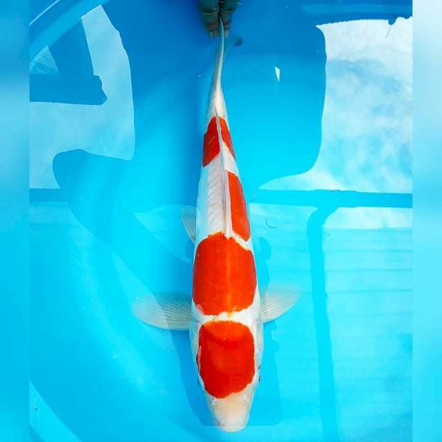 Kohaku Doitsu sisik samping