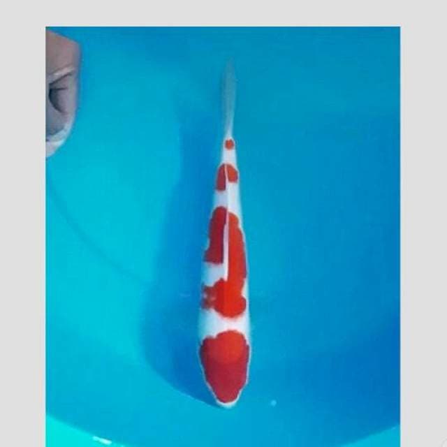 super kohaku original bloodline matsue