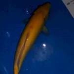 Karasi 35 cm