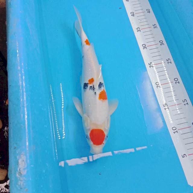 maruten sanke 31 cm