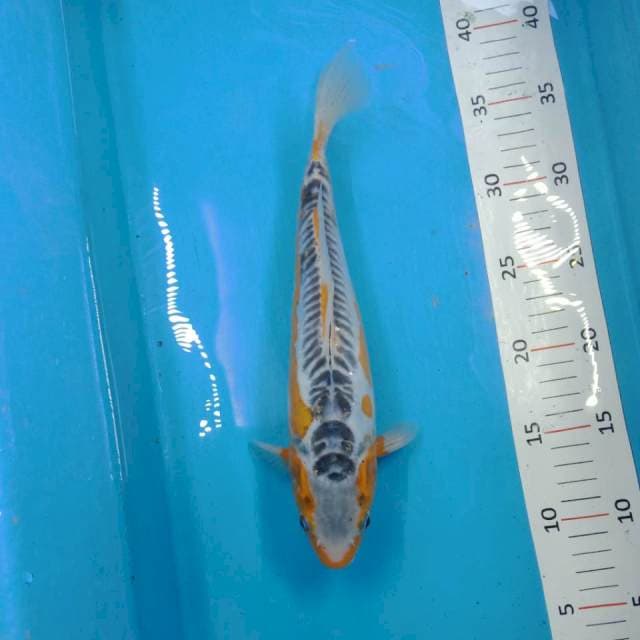 shusui 28cm