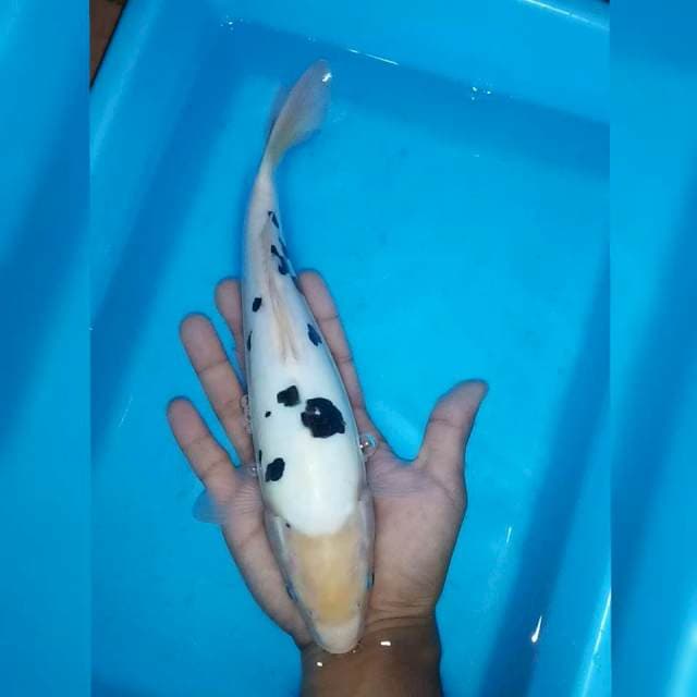 Bekko 25cm