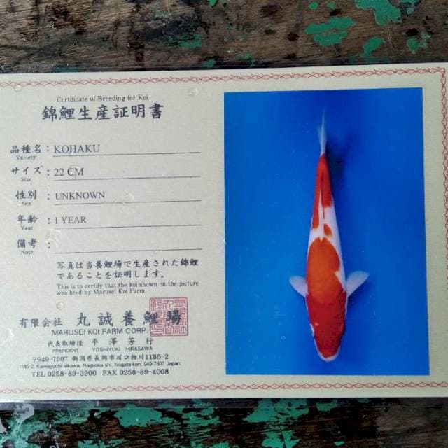 Kohaku import marusei