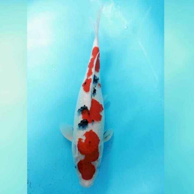 Sandan sanke 40cm