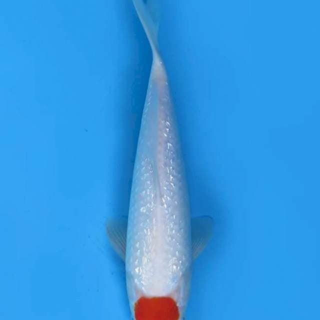  30cm , SQ Tancho Ginrin Original 