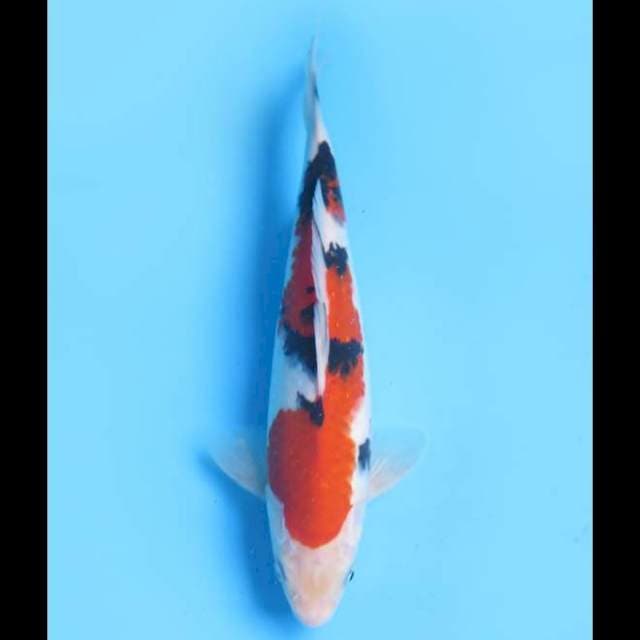 Taisho Sanke Inazuma Original - 22cm Male 