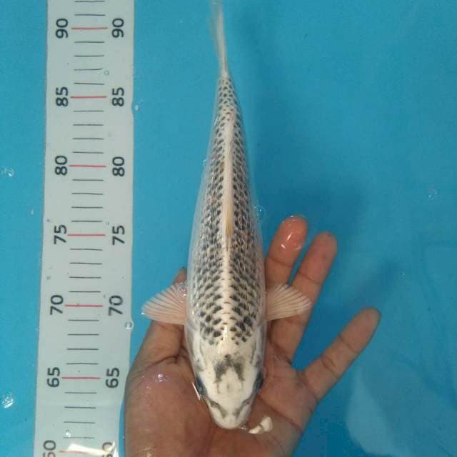 Kon matsuba ginrin*25cm