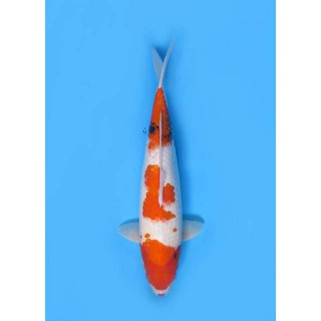 F1 Jumbo Showa Calon Induk - 55cm Female