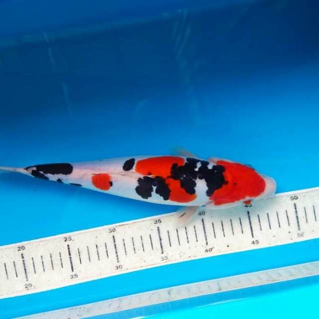 Sanke doitsu 31cm