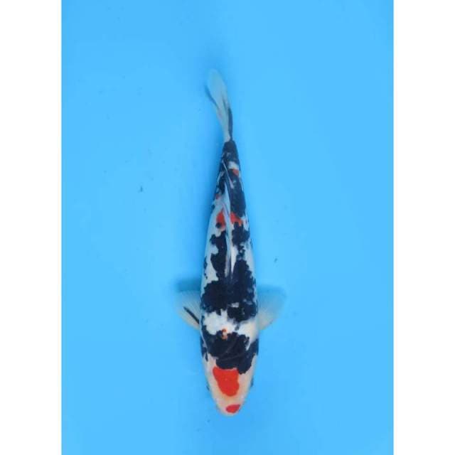 Strong Showa Maruten - 24cm