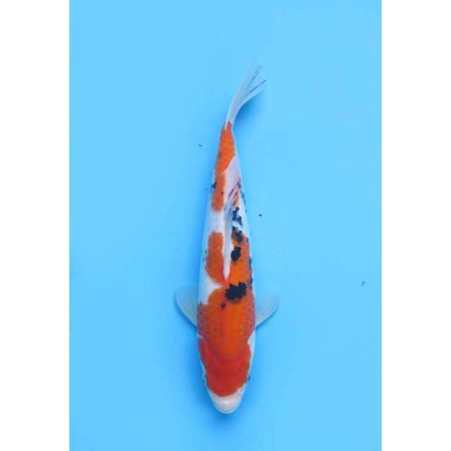 F1 Calon Punuk Taisho Sanke -27cm