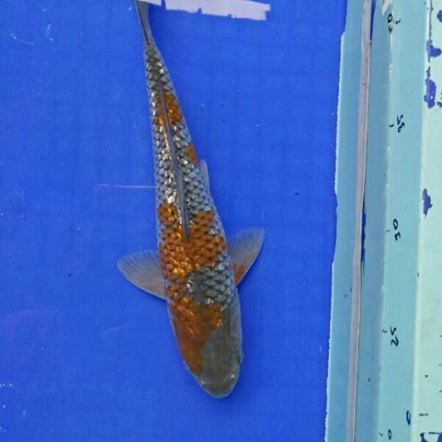 ginrin ochiba 27cm