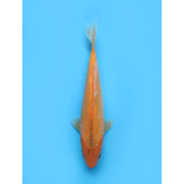 Aka Matsuba -24cm