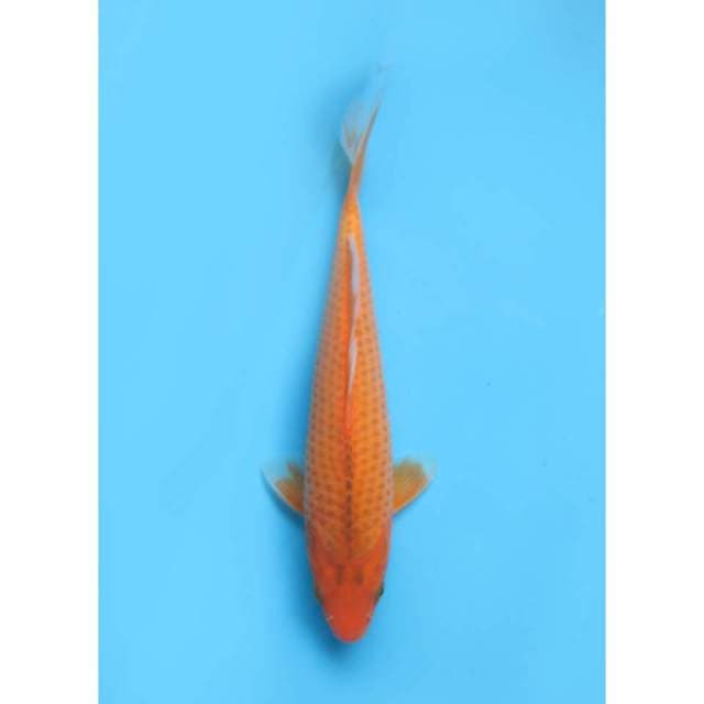 Aka Matsuba - 24cm 
