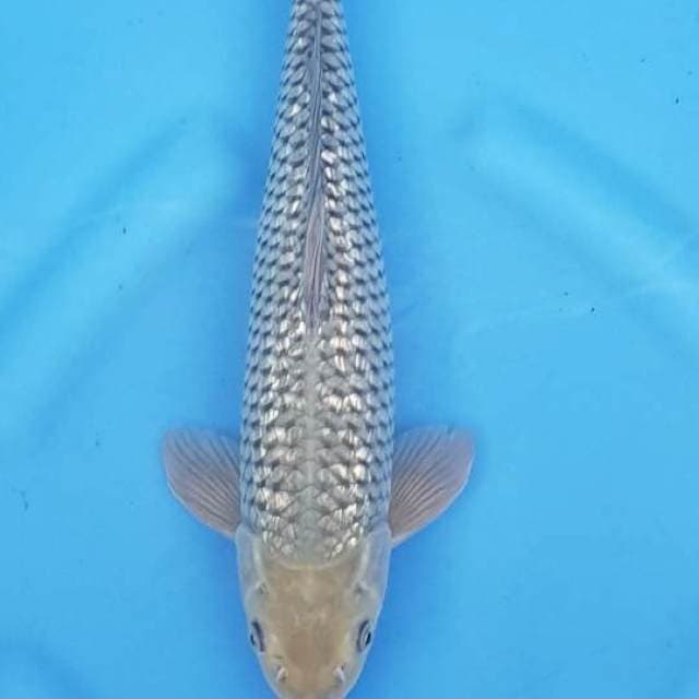 Soragoi 37cm