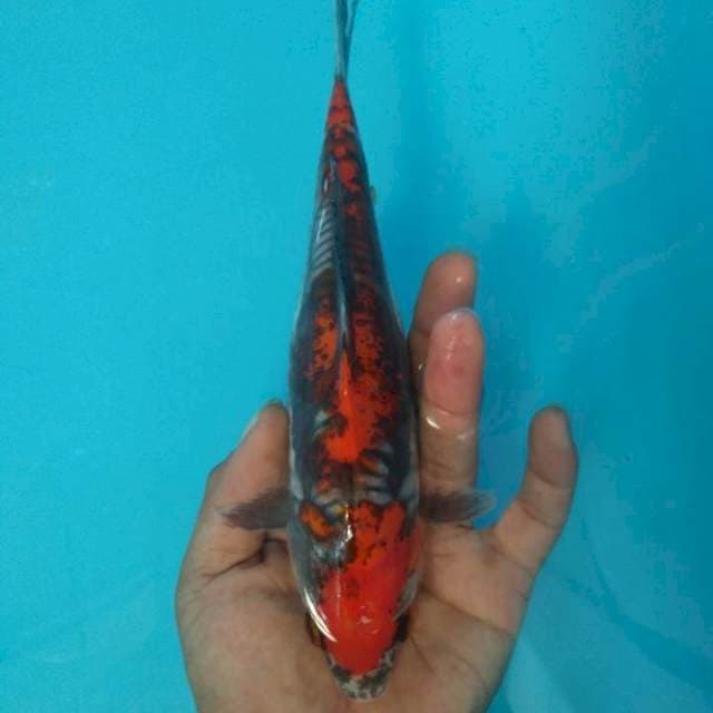 Benikumon*23cm