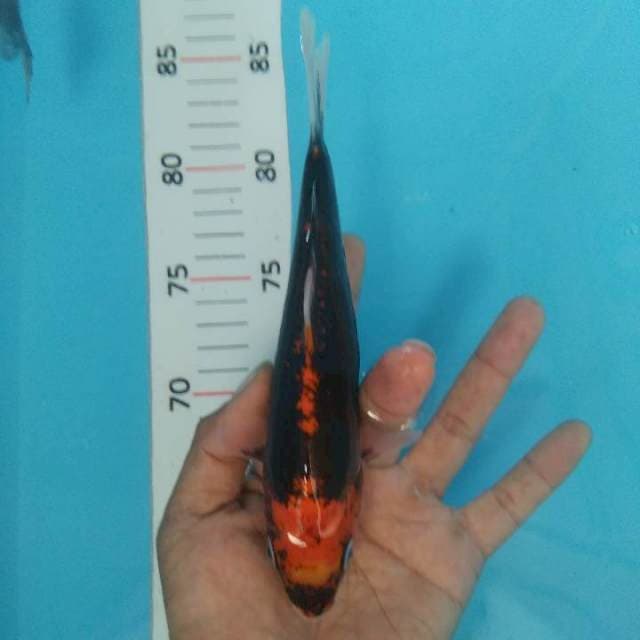 Bemon*20cm