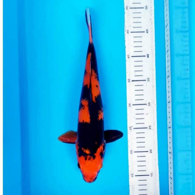 HIUTSURI 35 CM 006