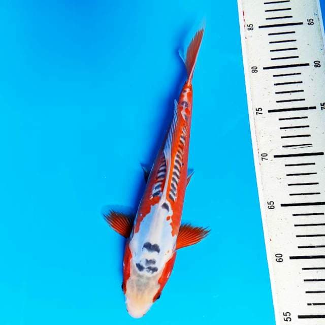 Red Sushui 