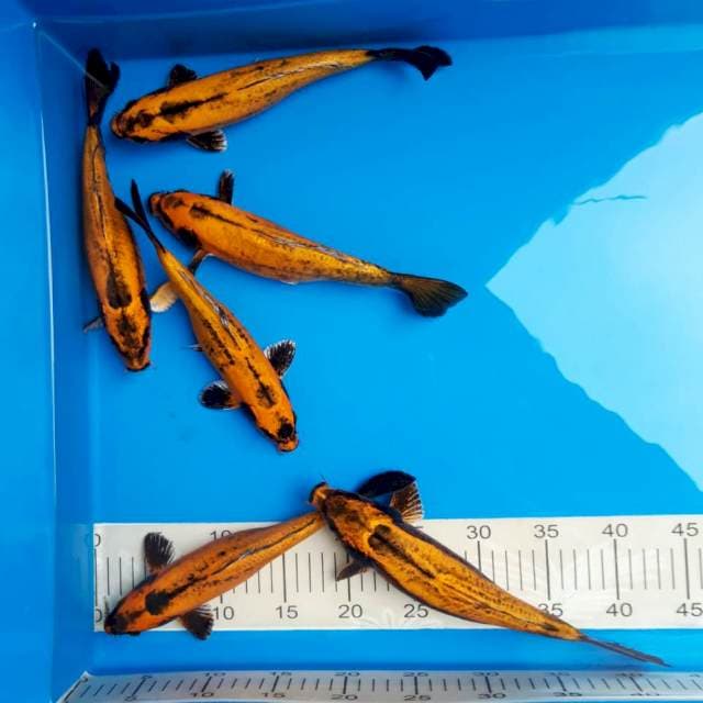 Antik banana 25-28cm