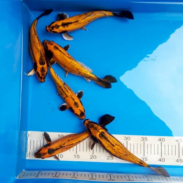 Antik banana 25-28cm