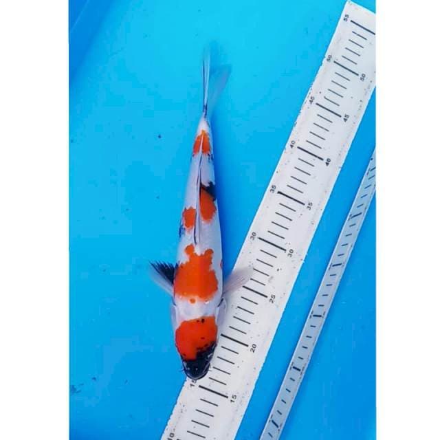 MARUTEN SHOWA 30 CM 008