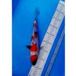 MARUTEN SHOWA 30 CM 008