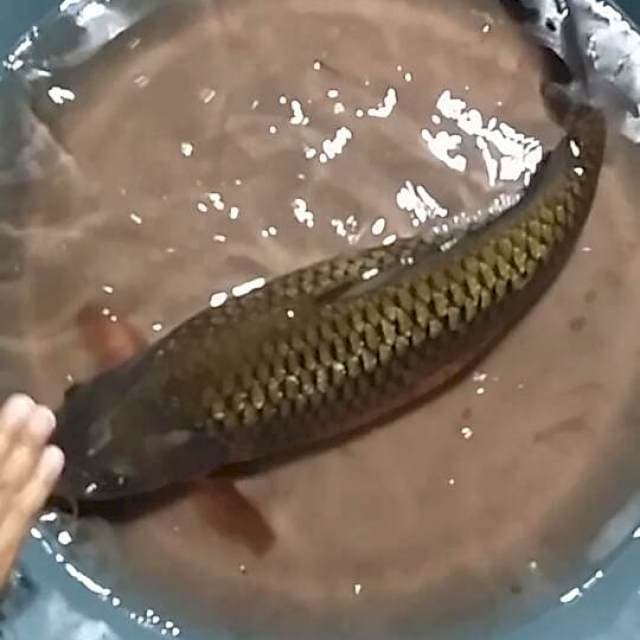 Jumbo Chagoi Ginrin