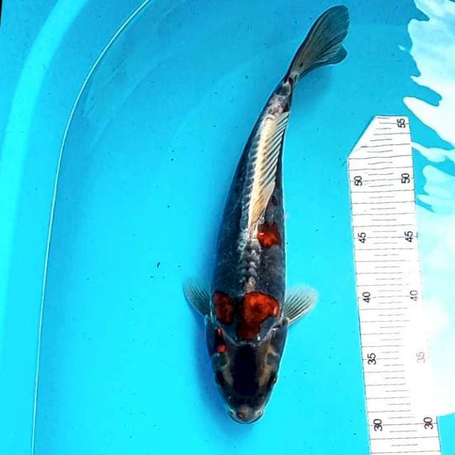 Ochiba Doitsu # 34cm