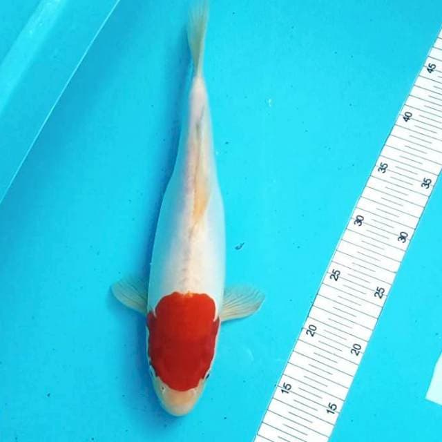 Tancho Doitsu # 35cm