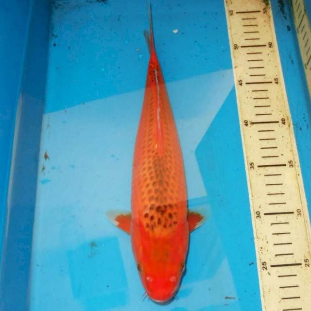 34cm AKA MATSUBA