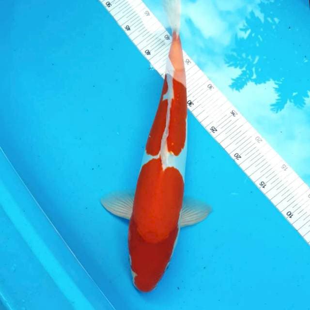 Kohaku Doitsu Murni HQ # 42CM