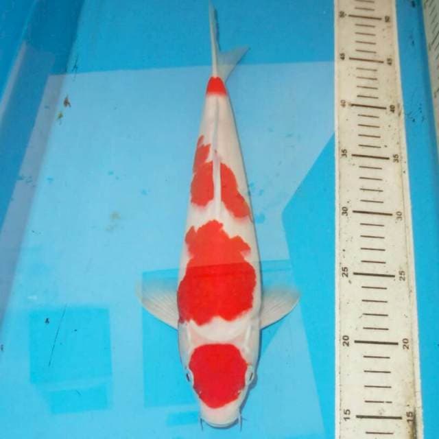 32cm KOHAKU MEMBARA