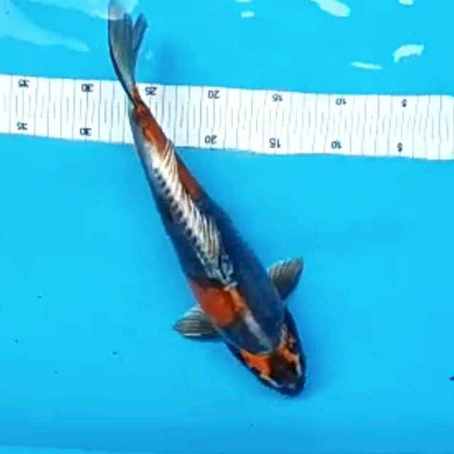 Ochiba Doitsu # 34cm