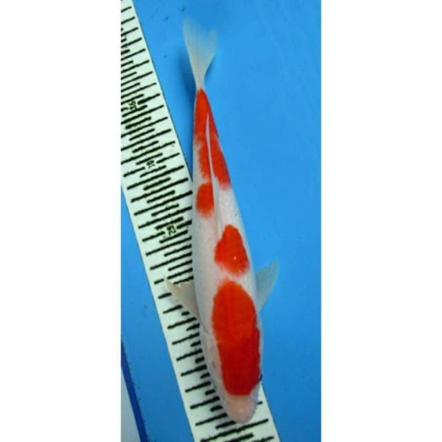 KOHAKU CANTIK 26CM