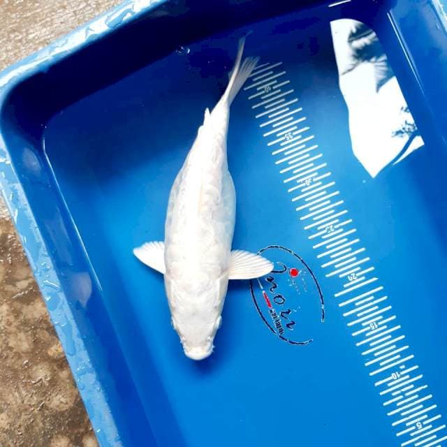 Shot body aragoke 28 cm