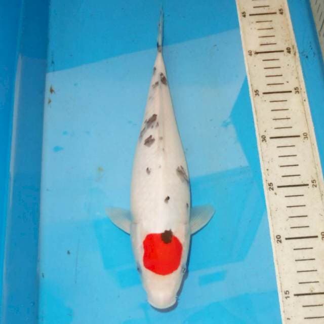 31cm TANCHO SANKE