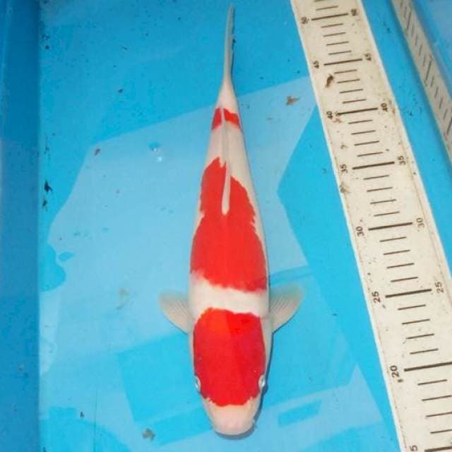 34cm SANDAN KOHAKU 3step