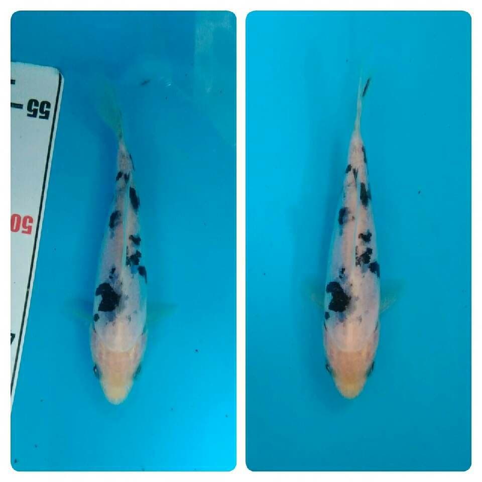 Bekko doit mulus 15 cm