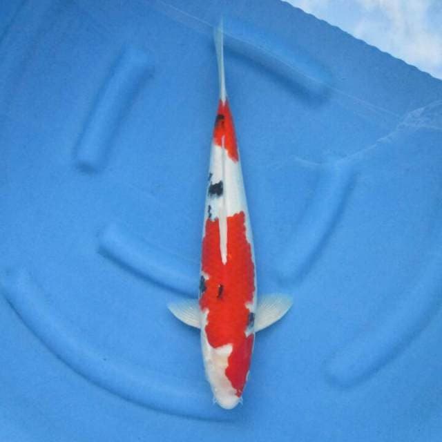 F1 Red Jumbo Tosai Sanke Nidan 39cm 