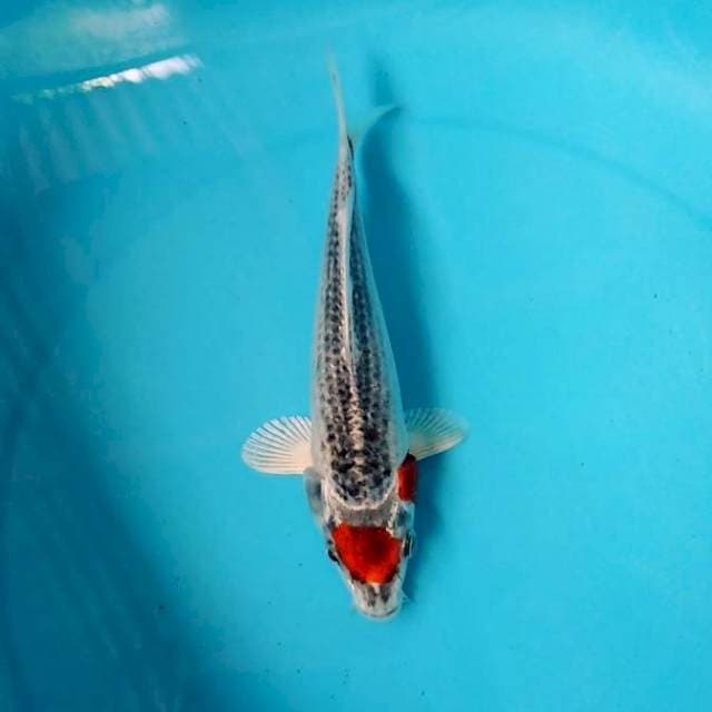 Tancho Red kujaku