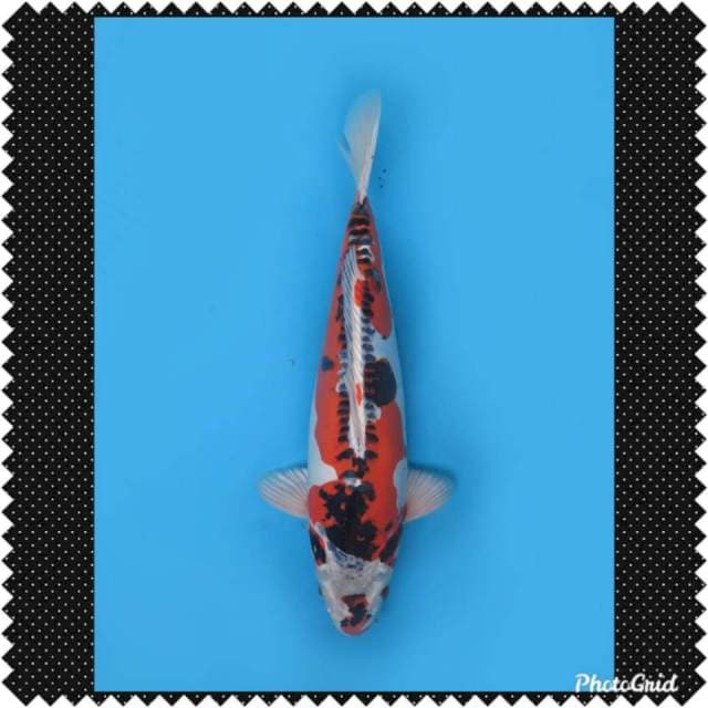 , 39cm , Super Antik Koleksi