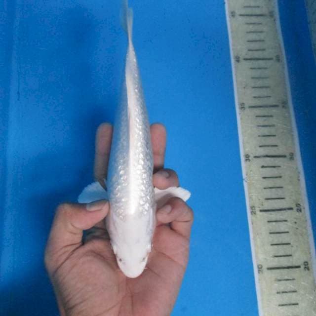 Platinum ginrin20cm
