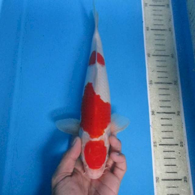 Orijinal28cm